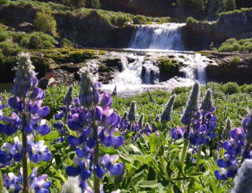 Beste reistijd voor IJsland – deel 1: lente & zomer